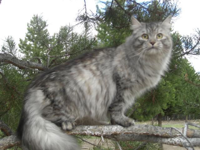 black silver mackerel tabby siberian cat